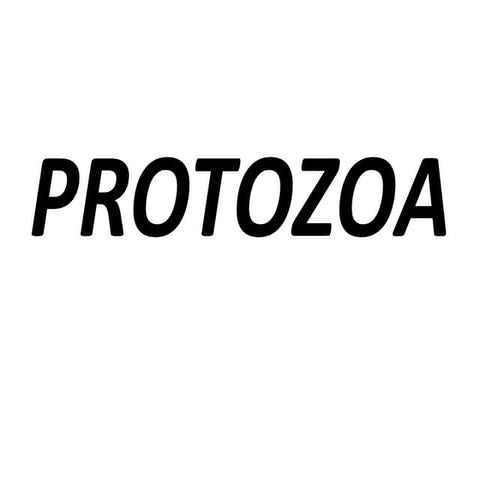 Clear Concept of Protozoa fish