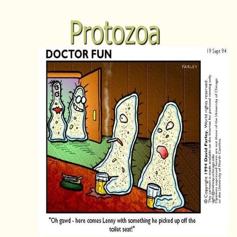 Protozoa kb