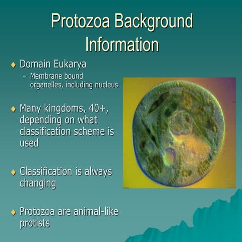 Protozoa Lect#2280920.ppt