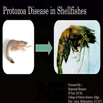 Protozoan diseases in shellfishes.