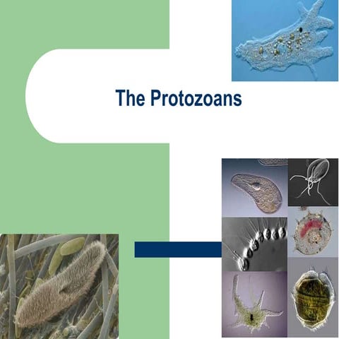 Protozoans For class_modified.ppt