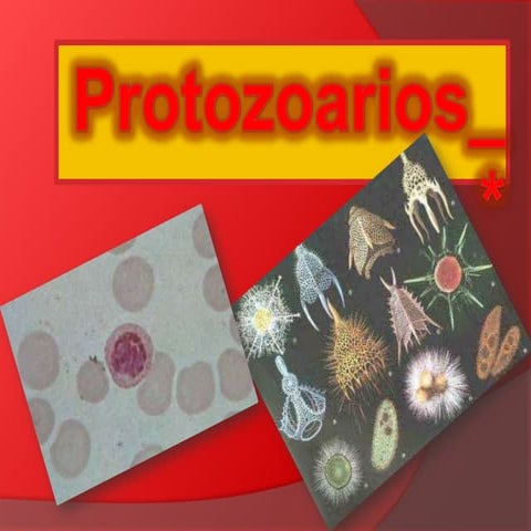 Protozoarios 1