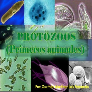 Protozoos, microbiologia, medicina