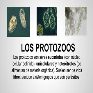 Protozoos