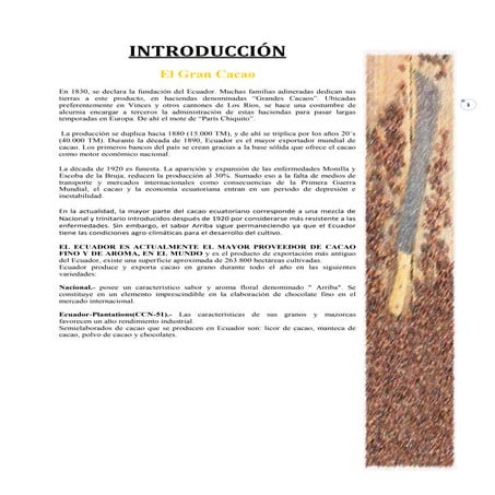 Proyecto cacao exportacion