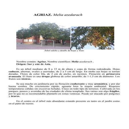 Guía de árboles del CEIP A. CARMONA SOSA