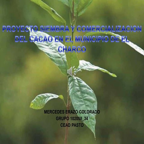 Proyecto siembra y comercializacion del cacao