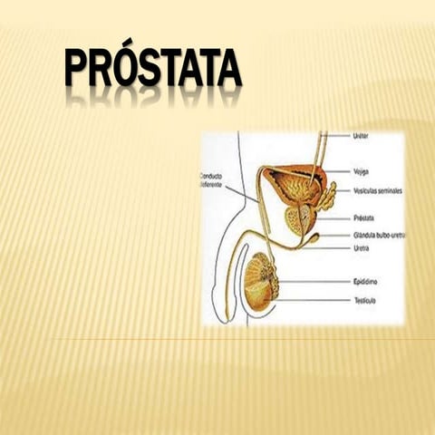 Próstata: Anatomía | PPTX