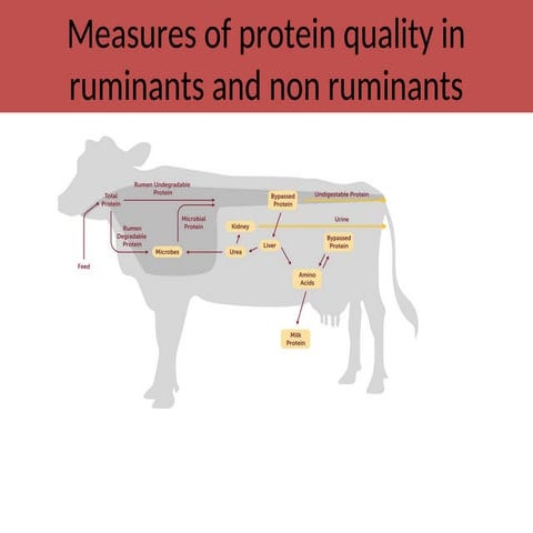 Methods Adopted to Assess Nutrient Requirement i Livestock | PDF