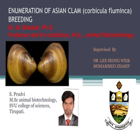 Asian clam breeding | PPTX