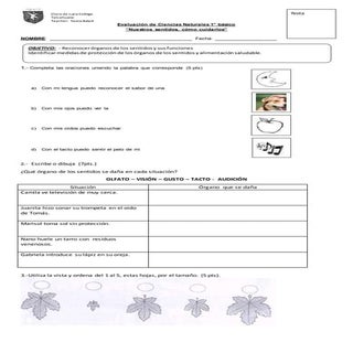 Prueba cs 1° los sentidos junio