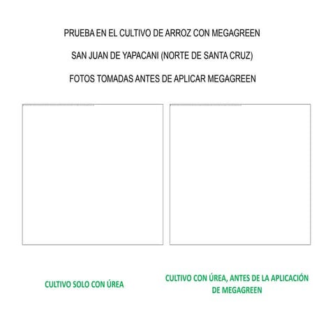 Resultados satisfactorios de Megareen en Bolivia