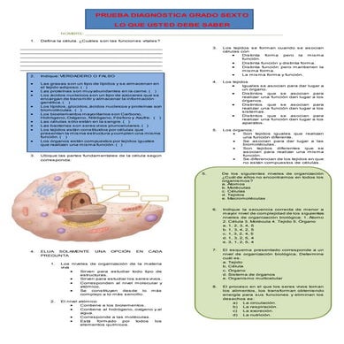 Prueba diagnóstica grado sexto