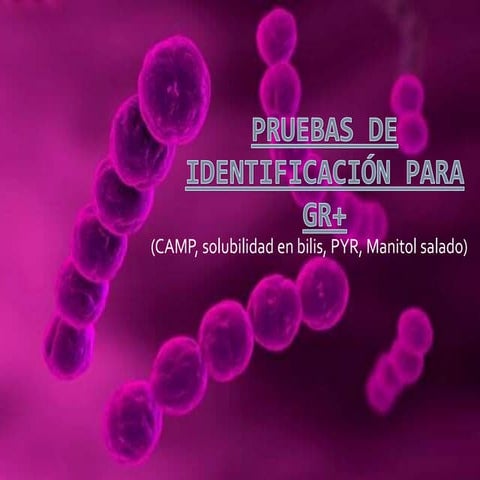 Pruebas de identificación para Gram++.pptx
