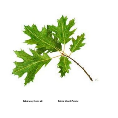 Przykłady obcych gatunków