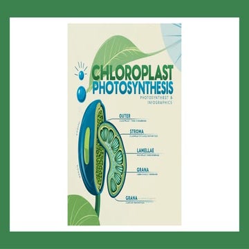 Chloroplast Photosynthesis PowerPoint Presentation