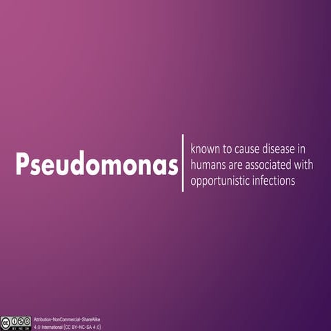 Pseudomonas