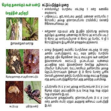 Rhizome weevil, Cosmopolites sordidus 