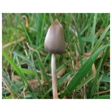  Psilocybe Cyanescens to Psilocybe Azurescens A closer look at some of the mo...