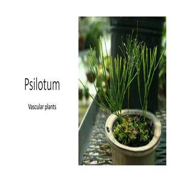 Psilotum