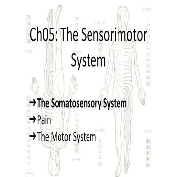 PSY-2 Ch05 The Sensorimotor System | PPTX