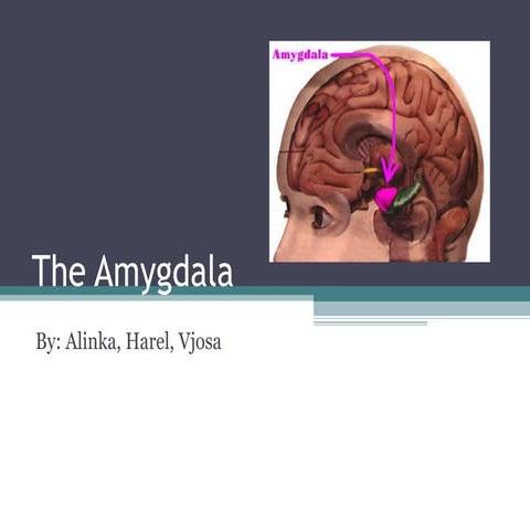 Amygdala Presentation | PPTX