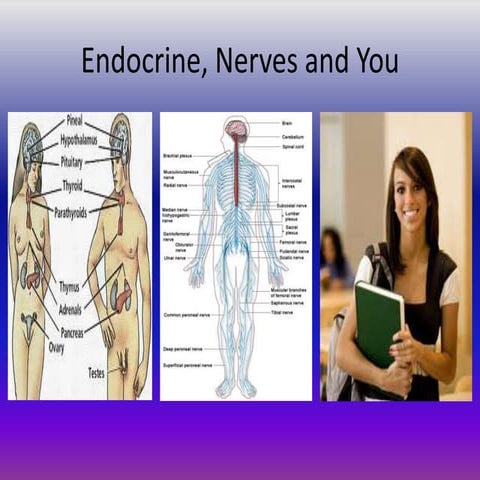 Endocrine and nervous system