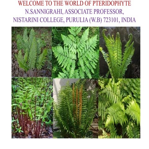 Pteridohyte - A General Account