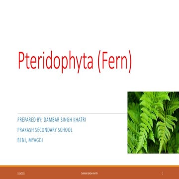 Pteridophyta/ class 11 biology