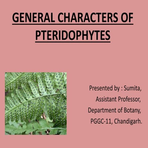 Pteridophyte ppt