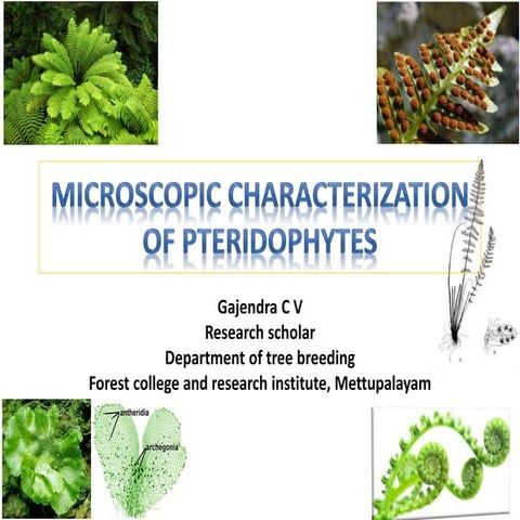 Pteridophytes