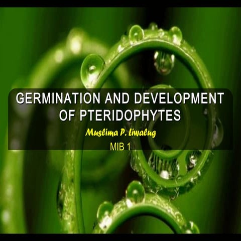 MIB1 - Pteridophytes