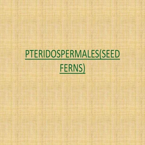 Pteridospermales(seed ferns).pptx