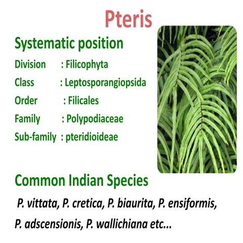 Pteris ppt