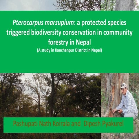 Pterocarpus marsupium Bijaya Sal (Kino tree) conservation triggered ...