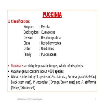Puccinia 