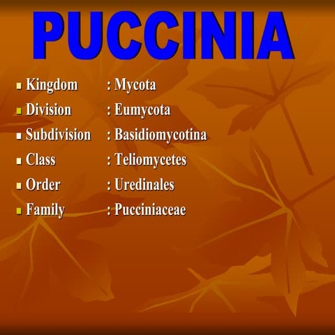 Different stages in the life cycle of Puccinia