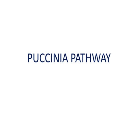 Puccinia pathway