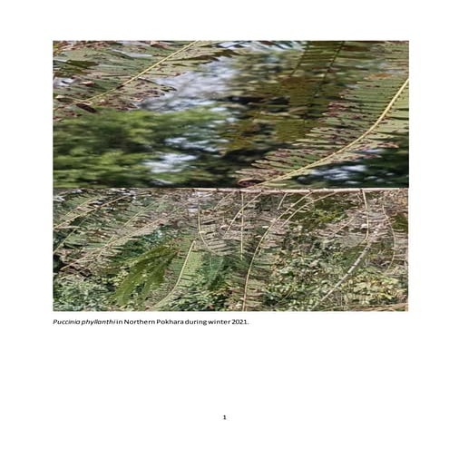 Puccinia phyllanthi in northern pokhara during winter 2021