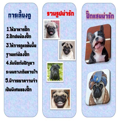 สุนัขพันธุ์ปั๊ก | PDF