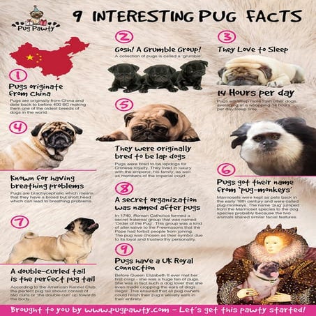 9-interesting-pug-facts-by-pug-pawty-pdf