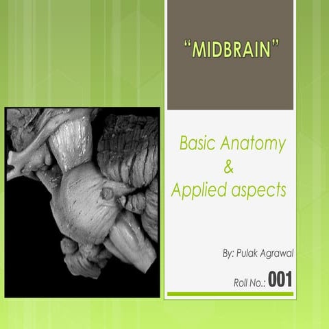 MIDBRAIN basic anatomy and applied aspects.