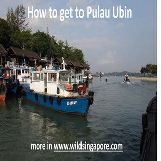 Pulau ubin   how to get there