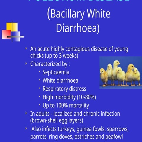 Pullorum Disease. | PPTX