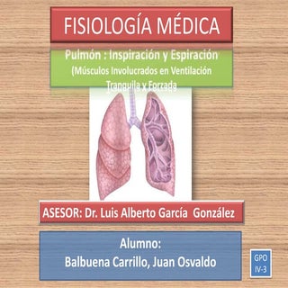 Pulmon   inspiracion y espiracion