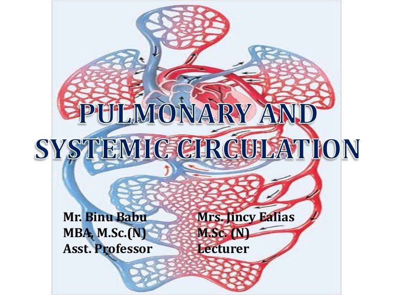 Pulmonary And Systemic Circulation