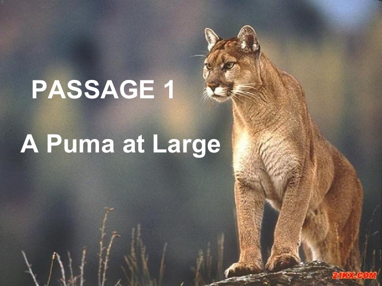 a puma at large