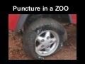 Puncture in a zoo