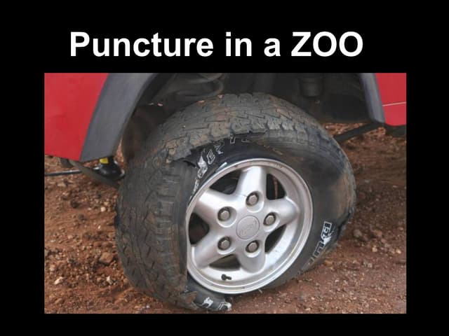 Puncture in a zoo