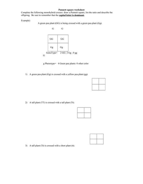 Printables Punnet Square Worksheet punnett square worksheet